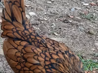Sebright — foto 4