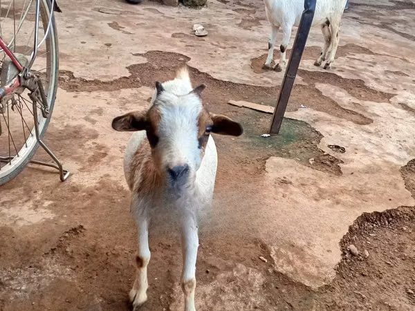 Ziegenbock, Ziegen — Ghana