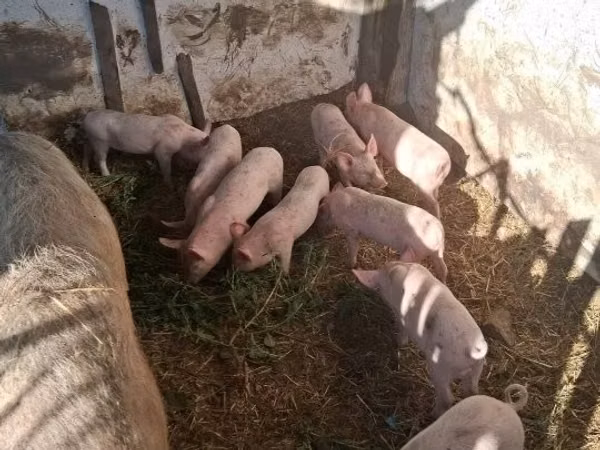 मादा सूअर, सूअर