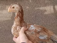 Chickens — Foto 2