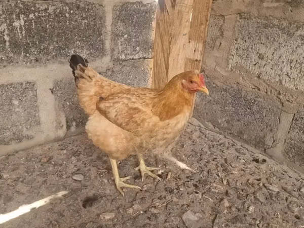 Shamo chickens