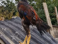 Chickens — Foto 2
