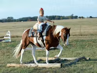 Hengst, Quarter Horse — Foto 4