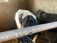 Cow, Russian Black pied cattle — photo 3