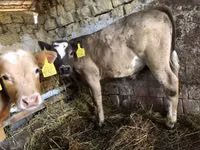 सांड, Simmental cattle — फ़ोटो 2