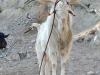 母山羊, Irish goat — 照片 3