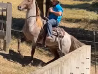 Horse (M), Rocky Mountain Horse — photo 3