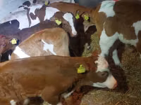 सांड, Simmental cattle — फ़ोटो 2
