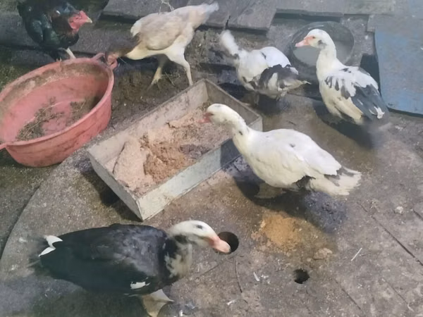 家养麝香鸭