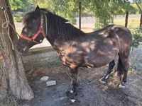 母马, Horses — 照片 8