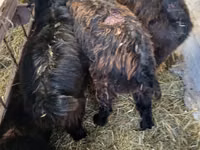 Billy Goat, Goats — photo 2