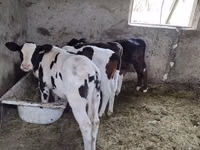 بقرة, Russian Black pied cattle — الصورة 1