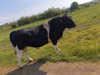 Bulle, Holstein-Rasse — Foto 1