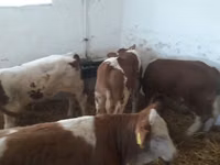 公牛, Simmental cattle — 照片 1