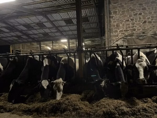 Kuh, Holstein-Rasse