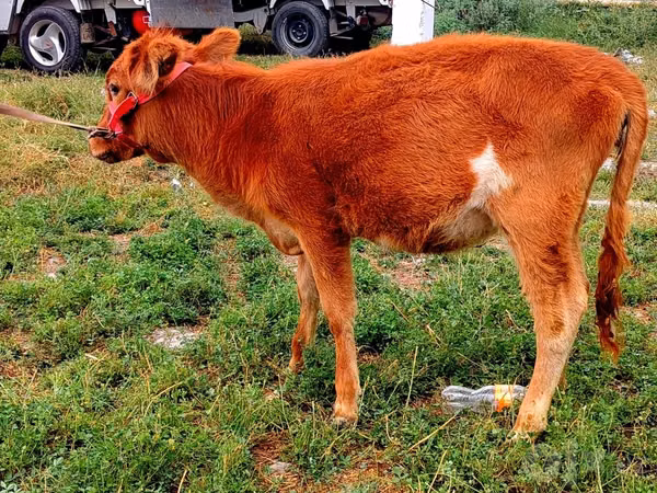Bovinos (lote, sexo no especificado), Ganado vacuno