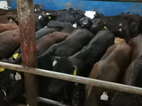 Toro, Simmental cattle — foto 6