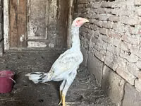 Chickens — photo 3