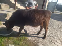 Kuh, Swiss cattle — Foto 3
