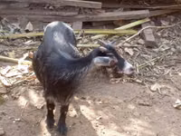 Goat, Goats — photo 3