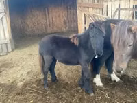 Yegua, Shetland Pony — foto 2