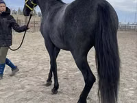 Mare, Friesian — photo 6