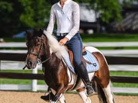Hengst, Pinto horses — Foto 7
