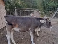 Bull, Bazadez — photo 3
