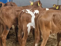 牛只（批次，未指定性别）, Simmental cattle — 照片 2