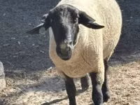 公羊, White Suffolk sheep — 照片 1