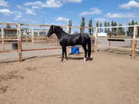 公马, Akhal-Teke — 照片 2