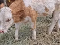 公牛, Simmental cattle — 照片 3