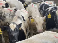Cattle (batch, sex not specified), Simmental cattle — photo 4