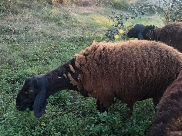 Ram, Sheep
