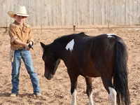 حصان, Pinto horses — الصورة 8