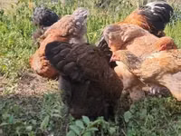 براهما — الصورة 6