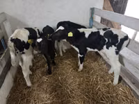 गाय, Russian Black pied cattle — फ़ोटो 2