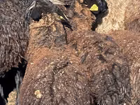 Schafe (Partie, Geschlecht nicht angegeben), Karachay sheep — Foto 4