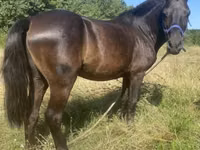 Horse (M), Horses — photo 2