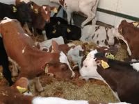 牛只（批次，未指定性别）, Simmental cattle — 照片 3