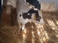 Bull, Russian Black pied cattle — photo 5