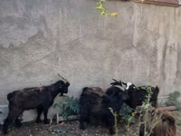 Billy Goat, Goats — photo 2