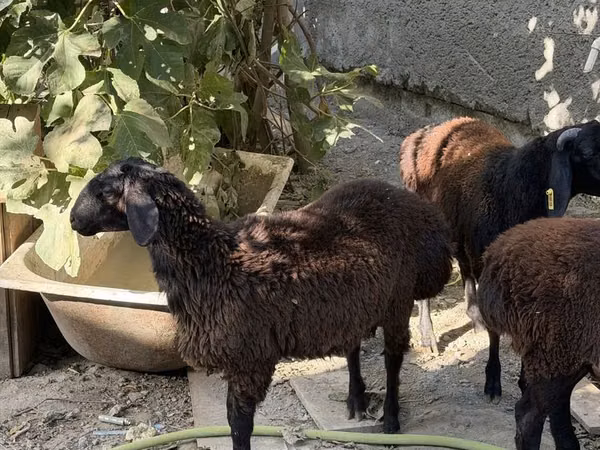 Ram, Aland sheep