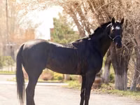 घोड़ा, Thoroughbred horse — फ़ोटो 3