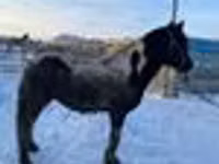घोड़ा, Yakutian horse — फ़ोटो 6