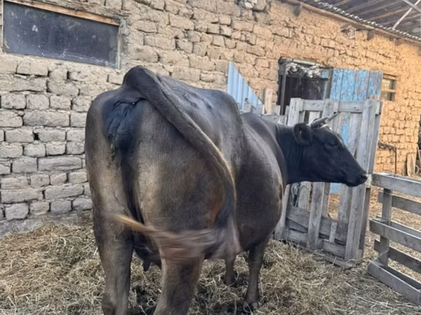 母牛, Swiss cattle