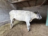 Cow, Swiss cattle — photo 7
