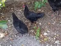Chickens — الصورة 1
