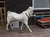 बकरा, Gulabi goats — फ़ोटो 1