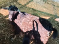 बकरा, बकरियाँ — फ़ोटो 2